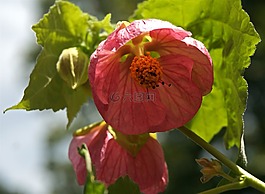 楓樹開花,容器廠,花園