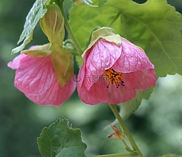 楓樹開花,容器廠,花園