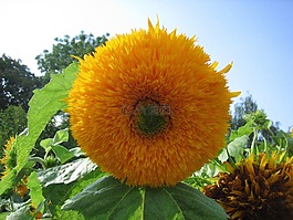 太陽(yáng)花,花,性質(zhì)