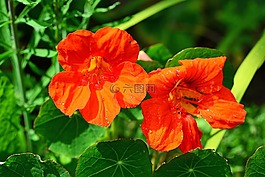 金蓮花,橙色,紅色