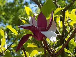 玉蘭,植物園,春天