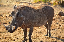 warthog,非洲,动物