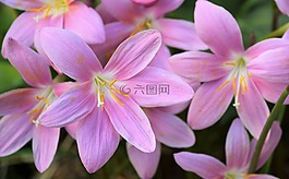 藏紅花,花園,鮮花