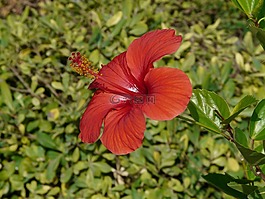 芙蓉,棉花糖,錦葵