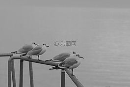 鸥,seemoeve,动物