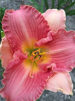 百合,花,黃花菜