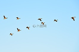 鵝,飛,鳥