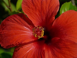 芙蓉,棉花糖,錦葵