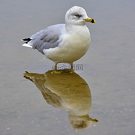 海鷗,鳥,水