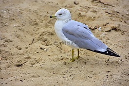 海鷗,砂,海