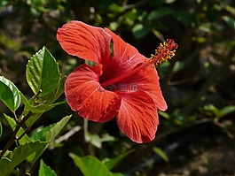 芙蓉,棉花糖,錦葵