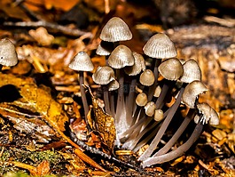 蘑菇,森林,秋季