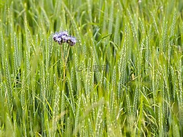季节,phazelia,花