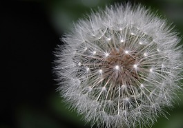 花,許一個愿望,植物