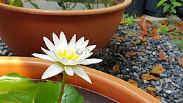自然,植物區(qū)系,花