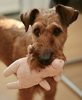 狗,爱尔兰梗,hundeportrait