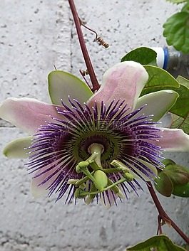 西番蓮,花,罕見的花