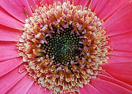 非洲菊,asteracea,花