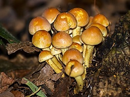 蘑菇,森林,秋季