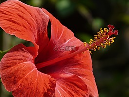 芙蓉,棉花糖,锦葵