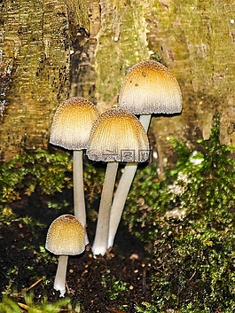蘑菇,森林,秋季