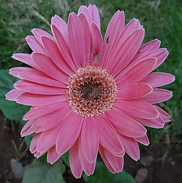 非洲菊,asteracea,花