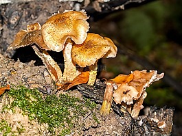 蘑菇,森林,秋季