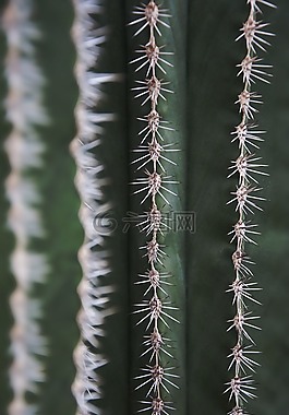 仙人掌,帶動,植物群