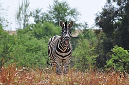 笑斑馬,野生動物,自然