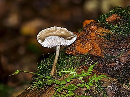 蘑菇,森林,秋季