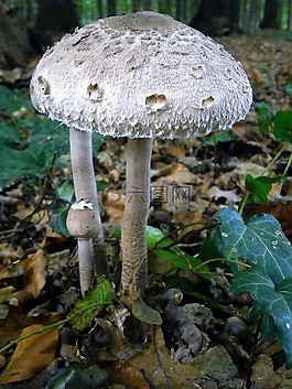 蘑菇,灰色,白