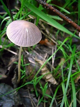 蘑菇,灰色,白