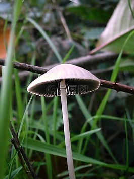 蘑菇,灰色,白