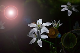 花,白,開花