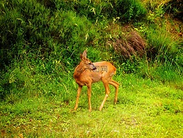 鹿,討好,動物