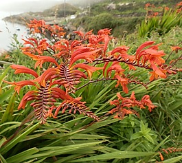 朵紅色的花,性質(zhì),鮮花