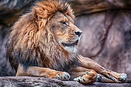 獅子,鬃毛,動物園
