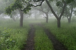 霧,路,俄羅斯