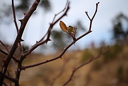 葉,分行,冬季