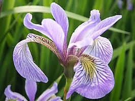 鳶尾花,花,花的