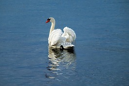 天鵝,鳥(niǎo),動(dòng)物