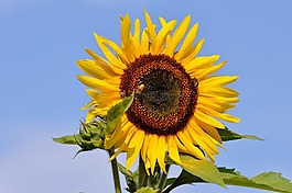 太阳花,花,黄色花