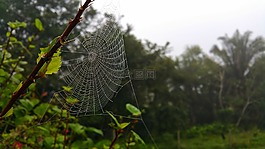 web,蛛網,設計