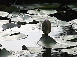 蓮花,開花,池