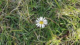 草,雛菊,太陽(yáng)