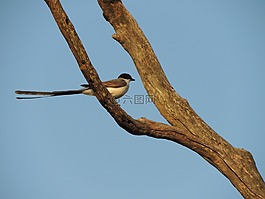 螋,鳥,性質(zhì)