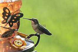 鳥,蜂鳥,野生動物