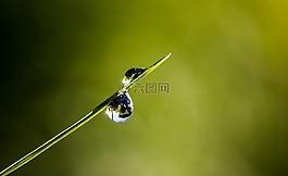 滴,露珠,葉草