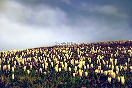 番红花,鲜花,草甸