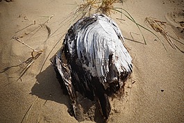 海灘,木材,浮木